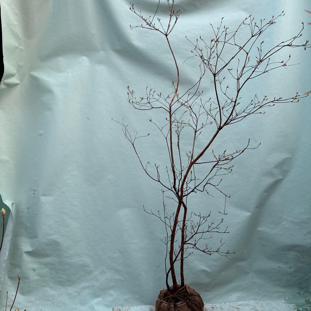 ミツバツツジ　人気の山採り風