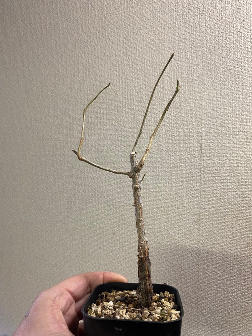 オペルクリカリア　ムルチジュガ