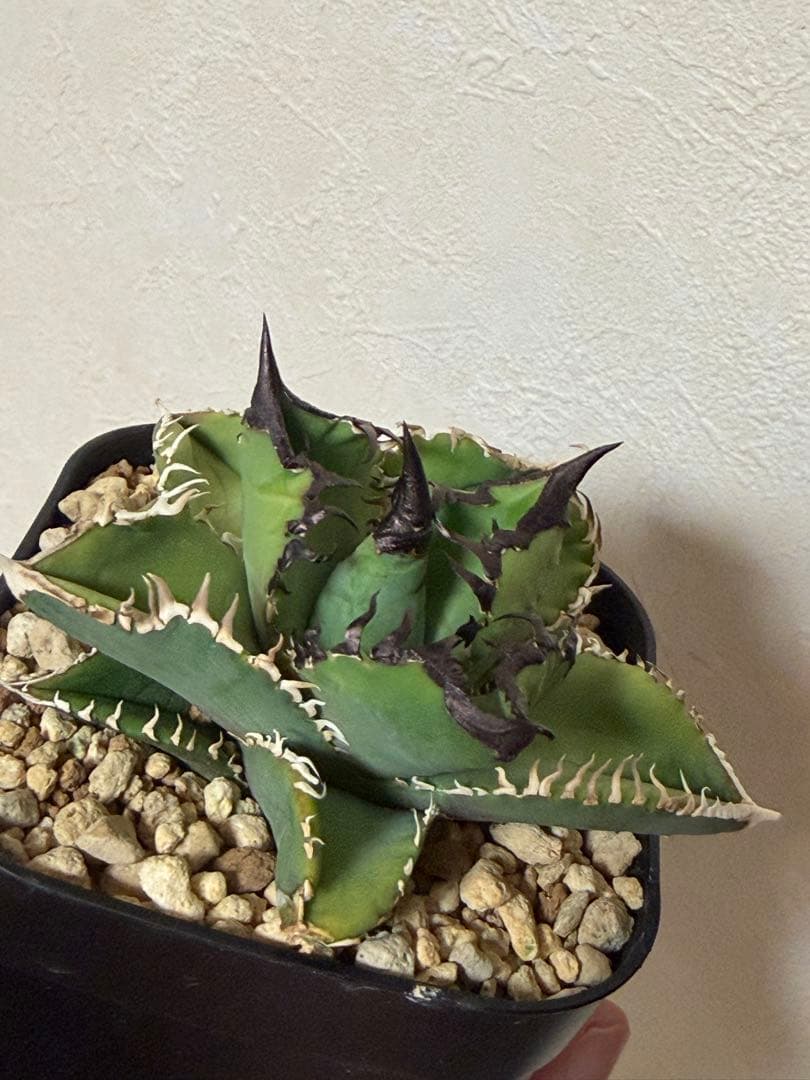 アガベチタノタ　選抜実生SSS株/ホオジロザメ、白豪刺、ivoryWA、オアハカ