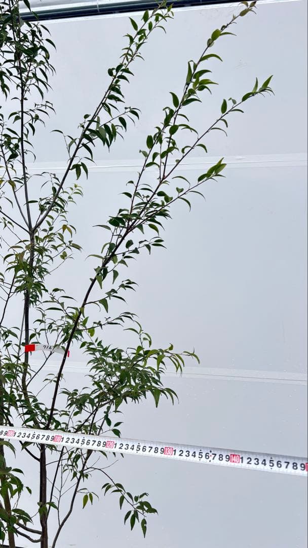 超特大サイズ 細く美しく繊細な樹形 ハイノキ 株立 716 樹高2.5m位