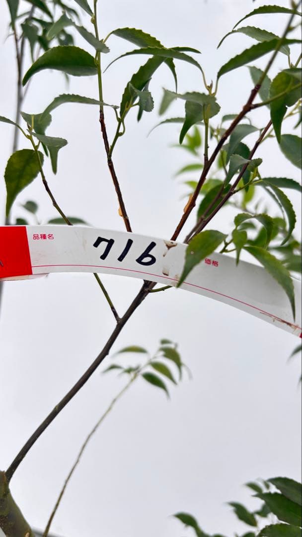 超特大サイズ 細く美しく繊細な樹形 ハイノキ 株立 716 樹高2.5m位