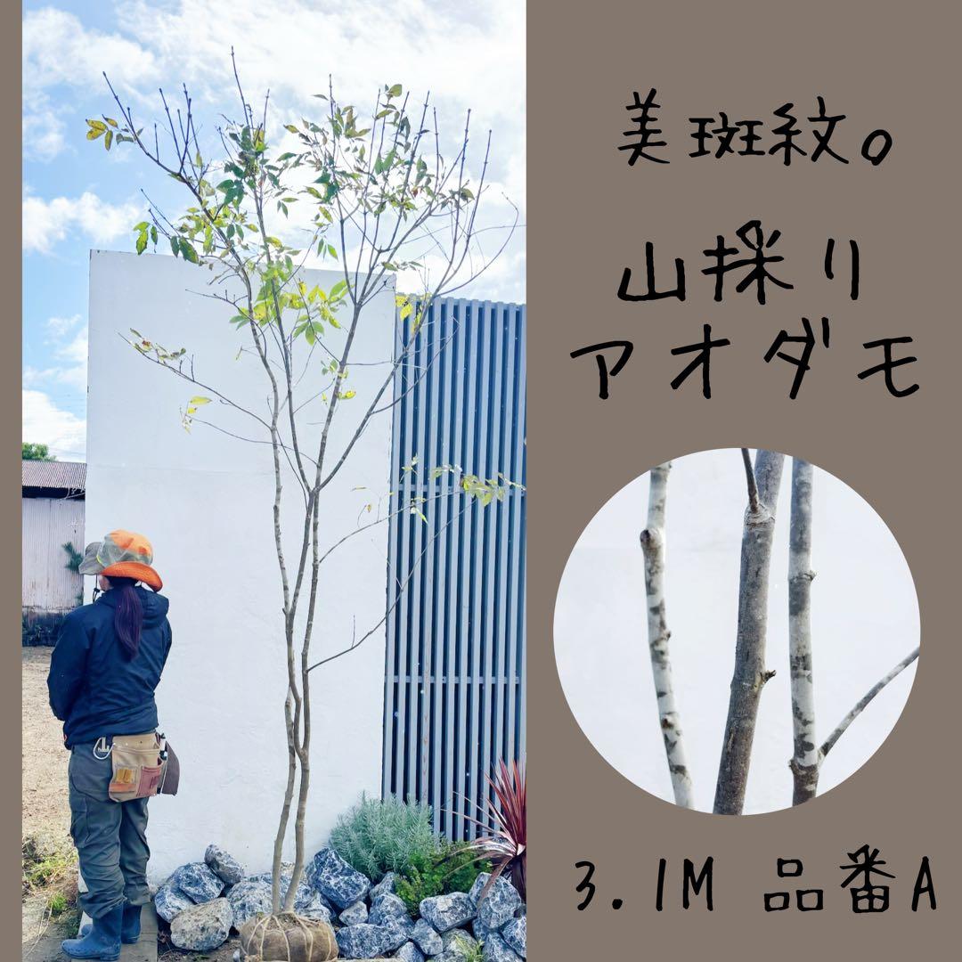 美斑紋。山採りアオダモ3.1M(鉢底から)品番A