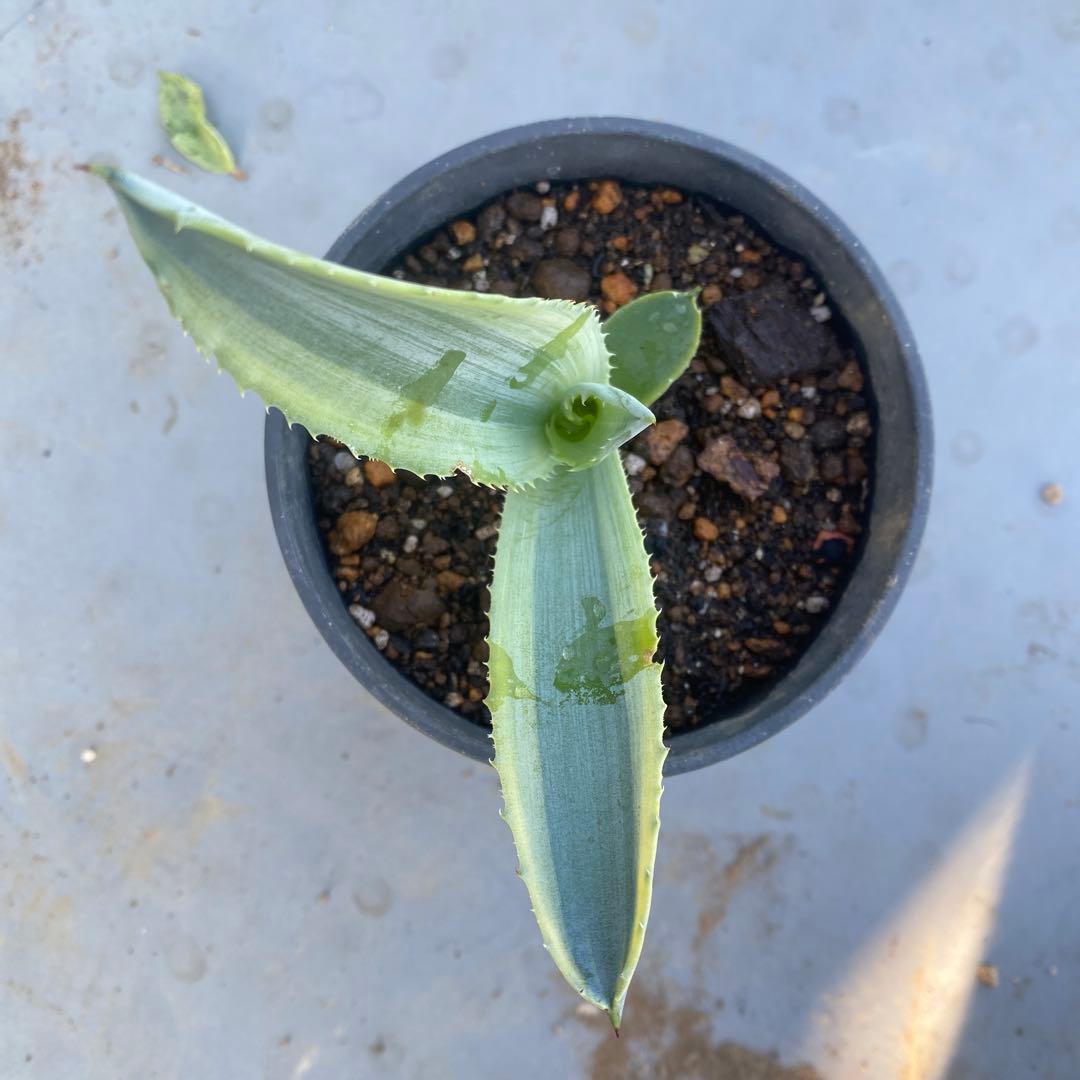 アガベ サルミアナ　‘リップルエフェクト’ 発根済み