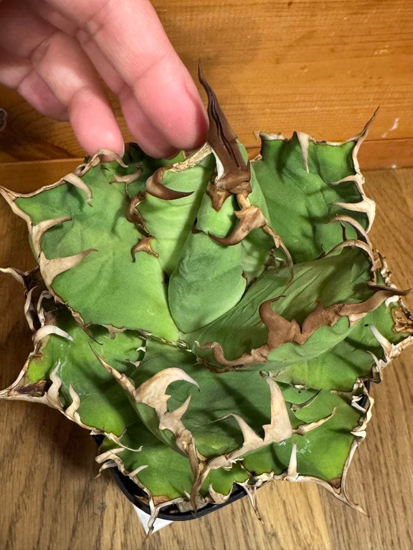 agave titanota Caesar アガベ　チタノタ　シーザー　親株