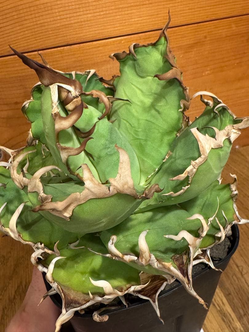 agave titanota Caesar アガベ　チタノタ　シーザー　親株