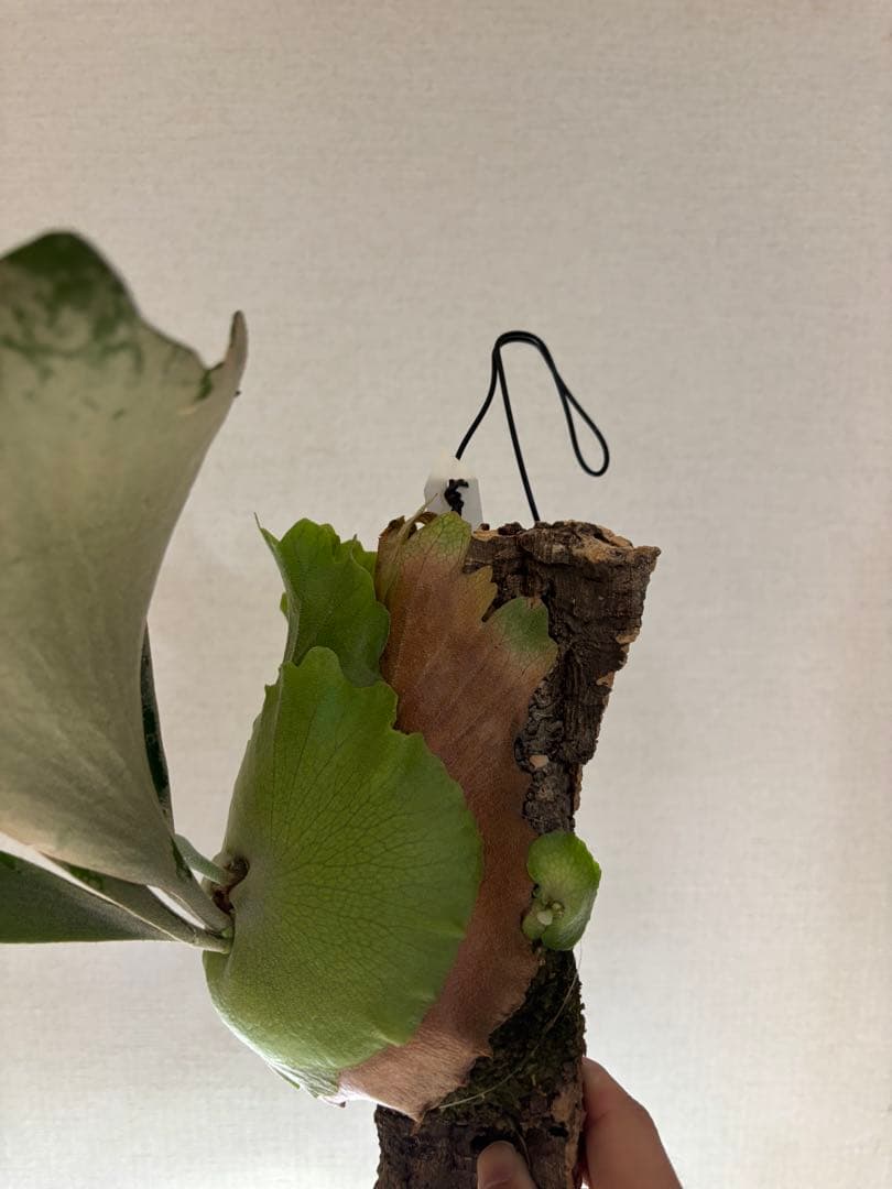 ビカクシダ　デラロッチャ