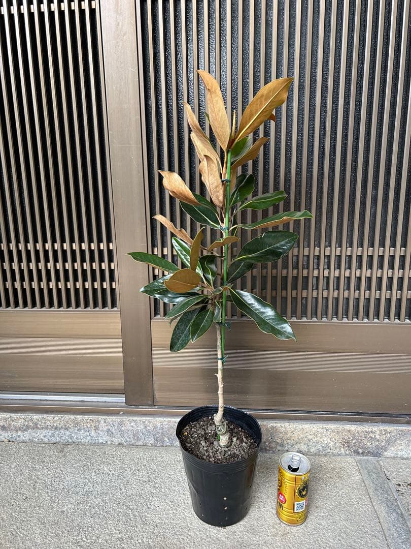 今人気　常緑タイサンボク　リトルジェム 接木株