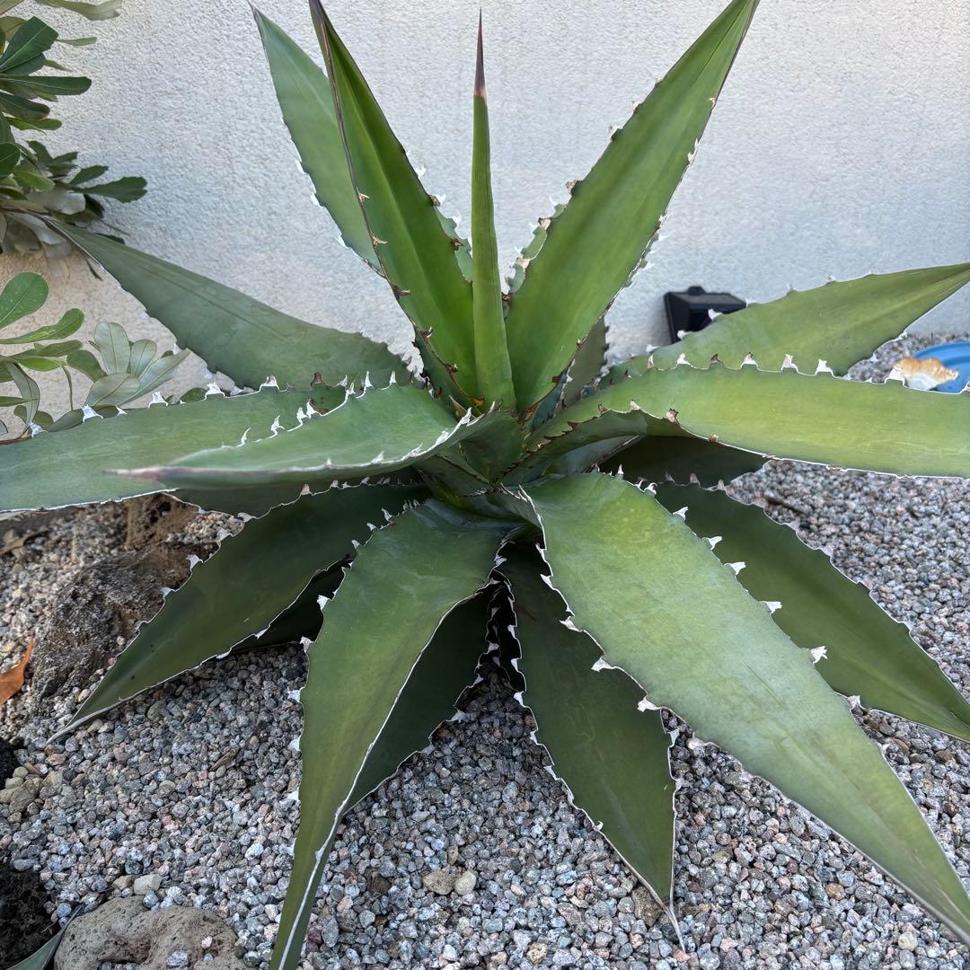 キシロナカンサ　大株　約80cm