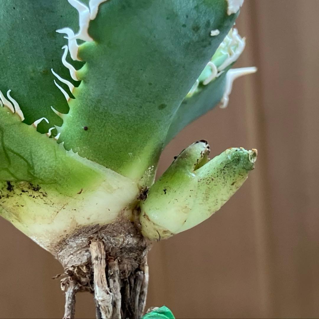 【速達】③特選　サイズ大　子株付き　アガべ　チタノタ　白豪刺　太棘