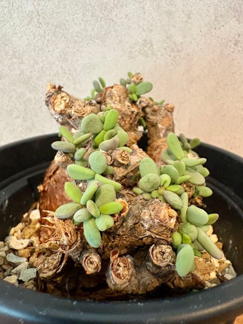 【期間限定セール　大株】ケラリア　ピグマエア　現地球