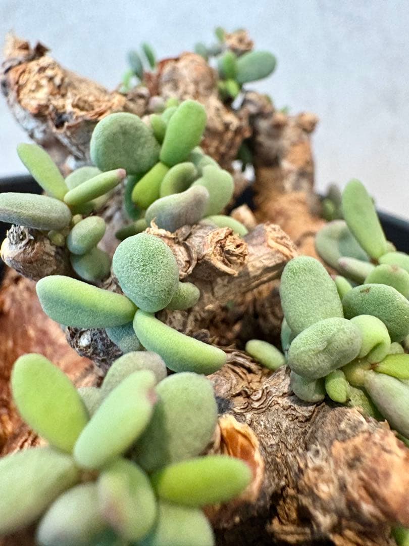 【期間限定セール　大株】ケラリア　ピグマエア　現地球