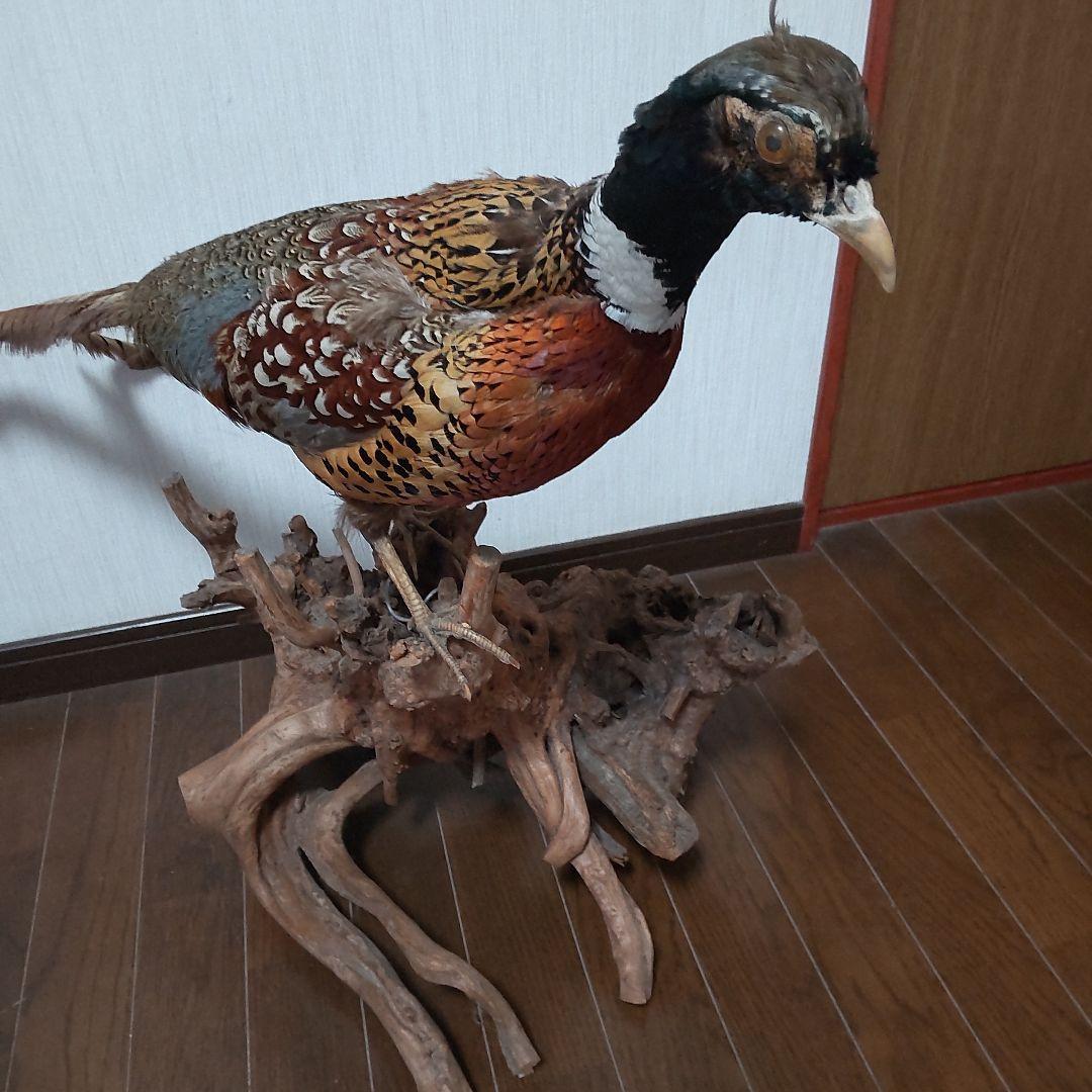 キジ？剥製 中古w