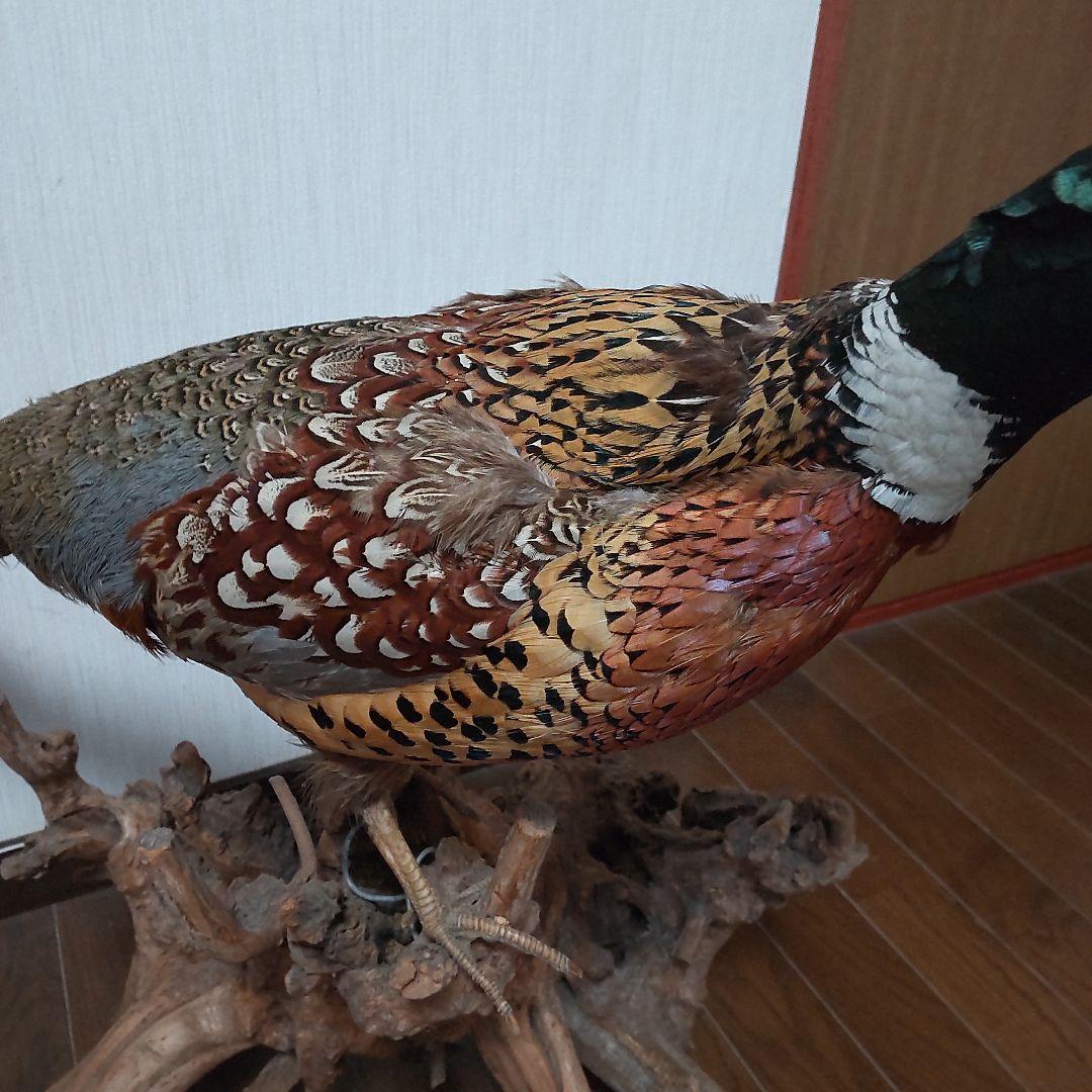 キジ？剥製 中古w