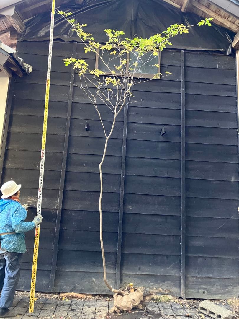 604 山採り　アオダモ