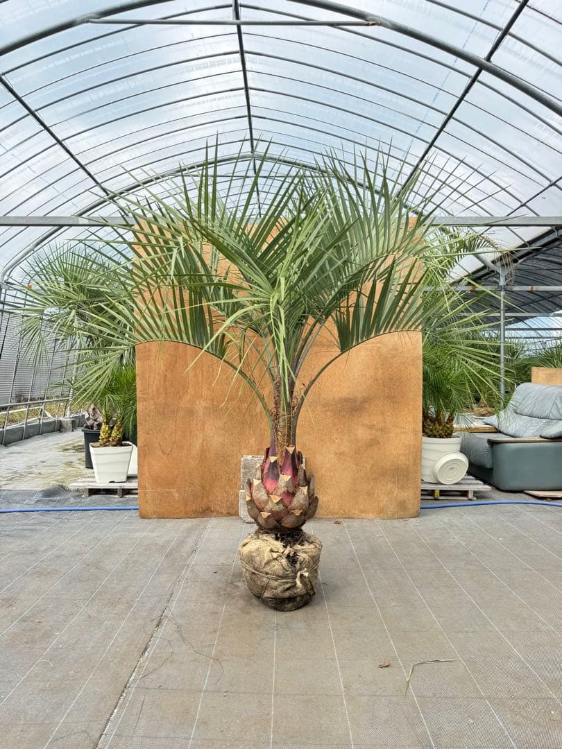 ココスヤシシルバーリーフ【極太】葉先160cm幹回り90cm 幹高40cm