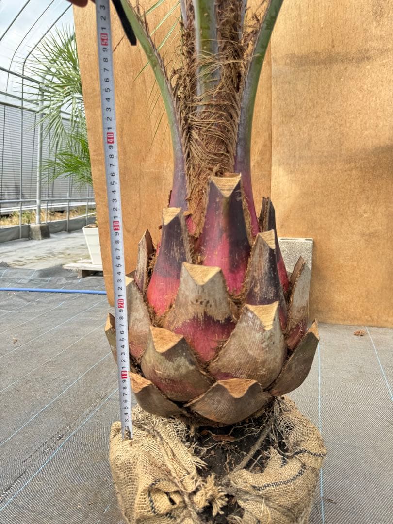 ココスヤシシルバーリーフ【極太】葉先160cm幹回り90cm 幹高40cm