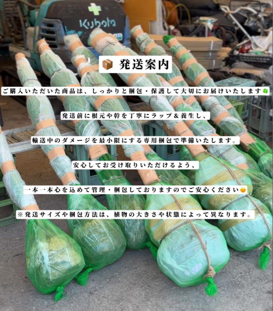 ココスヤシシルバーリーフ【極太】葉先160cm幹回り90cm 幹高40cm