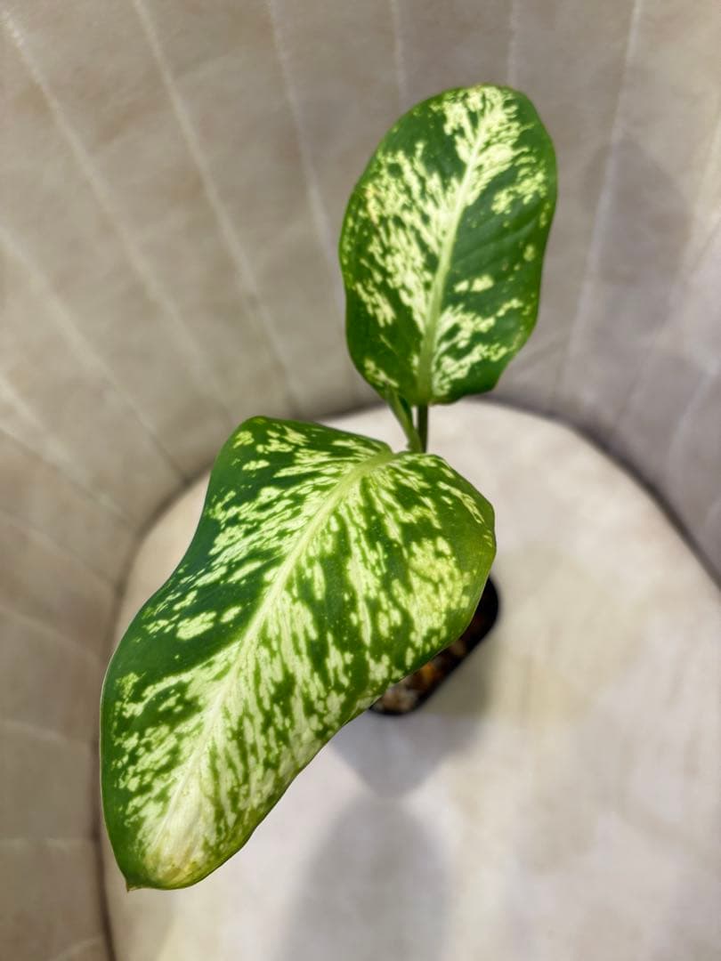 ディフェンバキア スパークレス 観葉植物