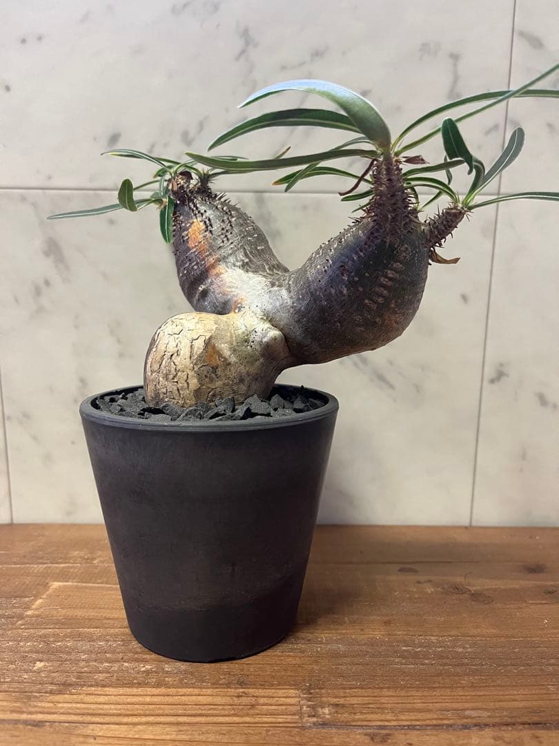 パキポディウム グラキリス 2頭