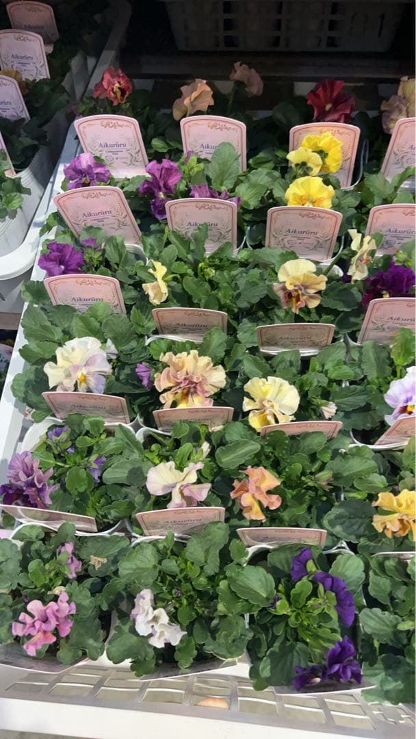 花日和　ビオラ　アイクルール　小さめ苗　24本セット