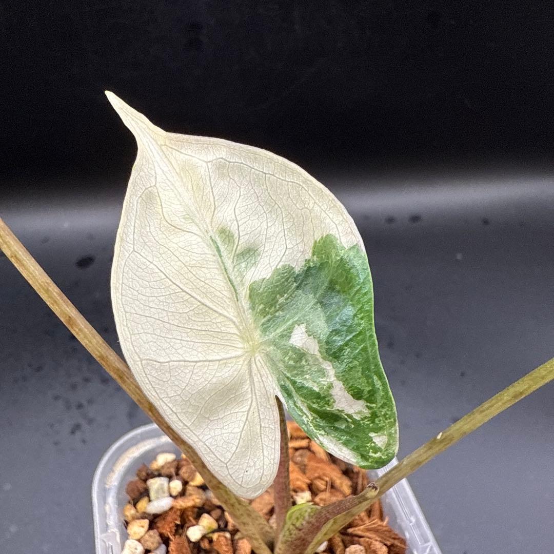 極上 アロカシア スティングレイ アルボ