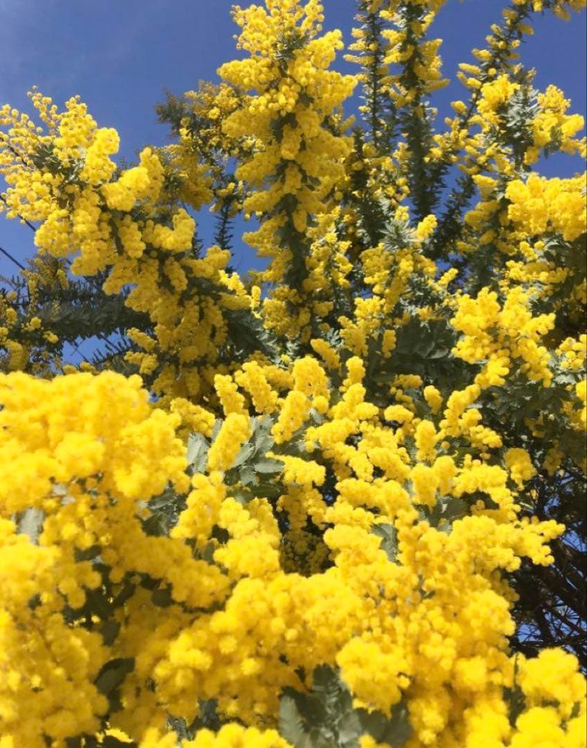 m_flower　ミモザ　フレッシュ　生花　100サイズ　保水有り　カット