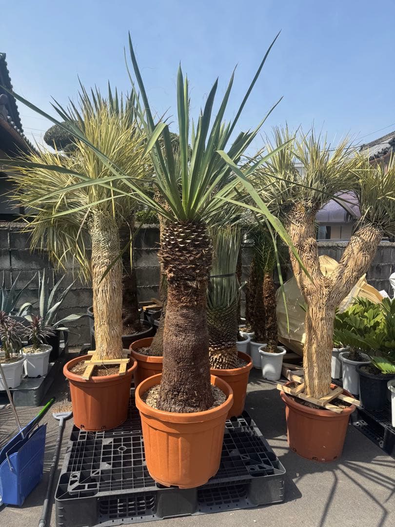 ファクソニアーナ ロストラータ ユッカ フィリフェラ ダシリリオン アガベ