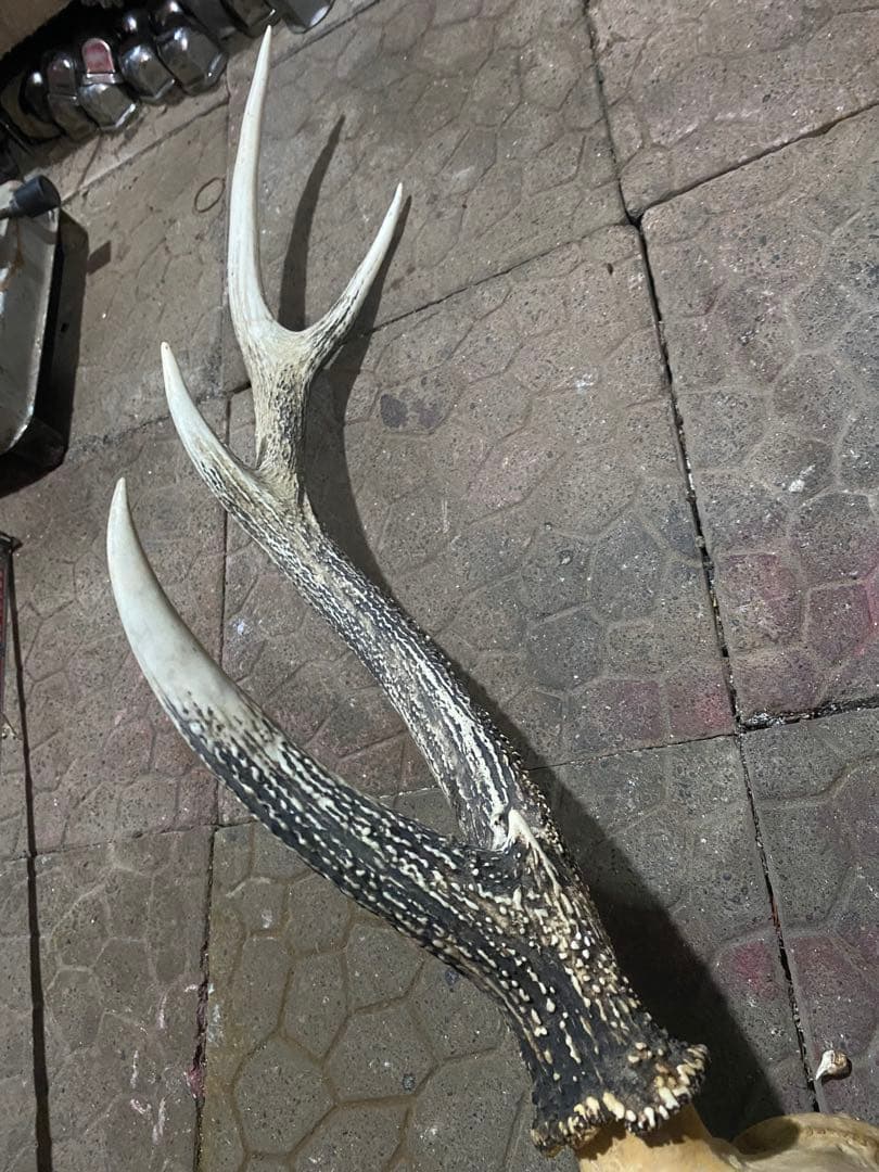 し*け様 蝦夷鹿hunting trophy（deer skull）