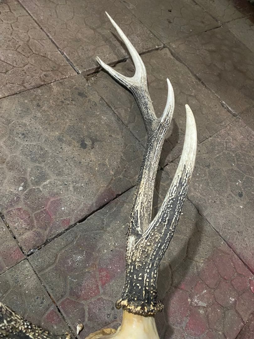 し*け様 蝦夷鹿hunting trophy（deer skull）