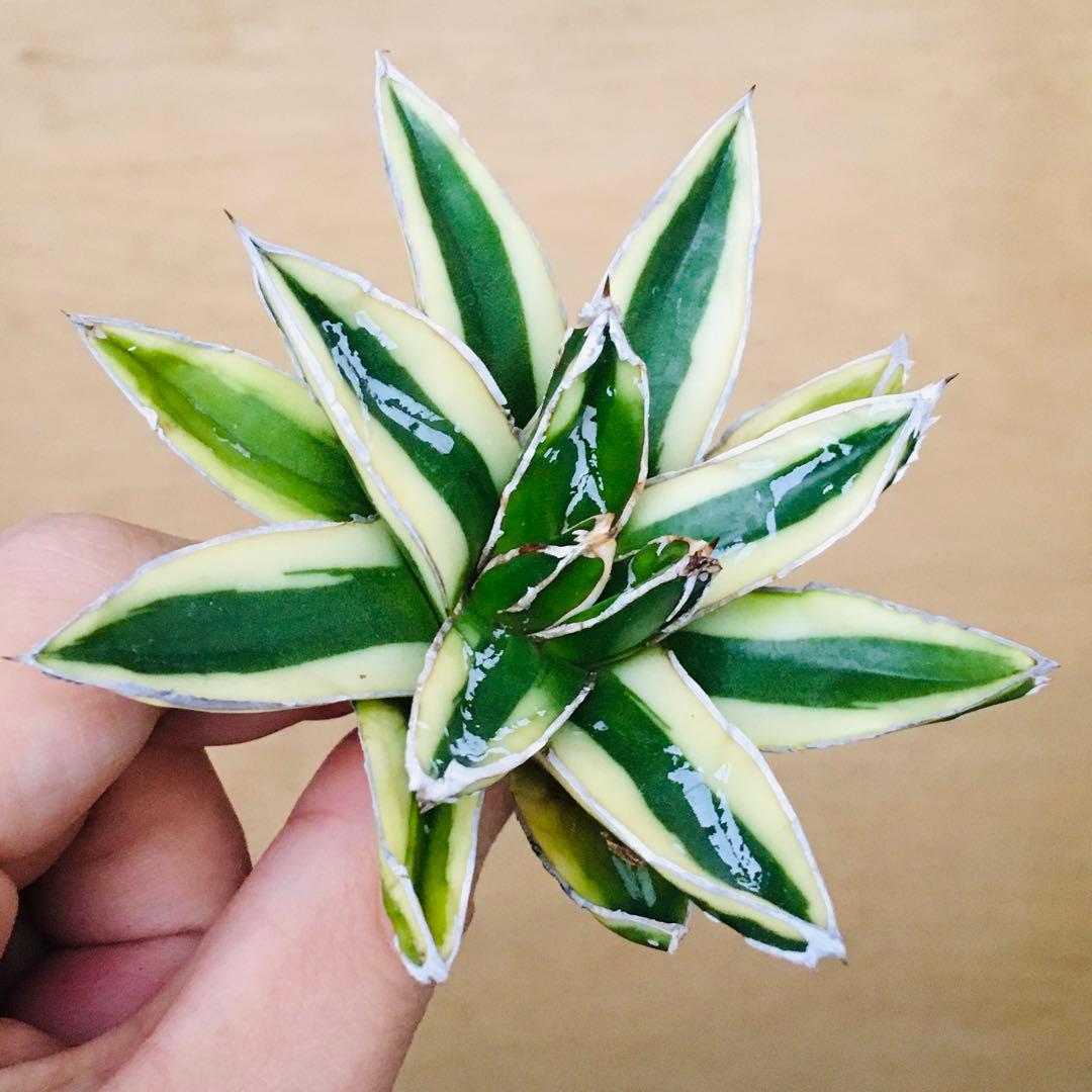 【稀少】6 笹の雪錦 クリーム覆輪斑 短葉 TC株 アガベ ビクトリアレジーナ