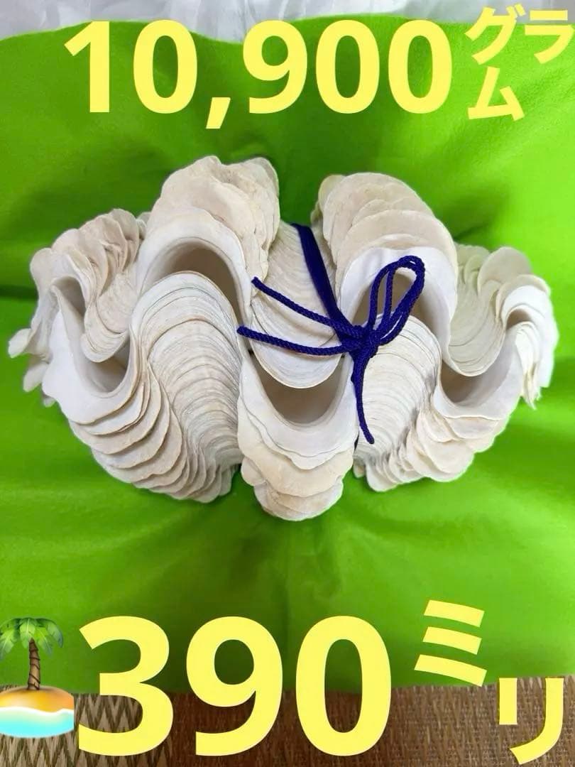 貝殻ヒレシャコガイ特大