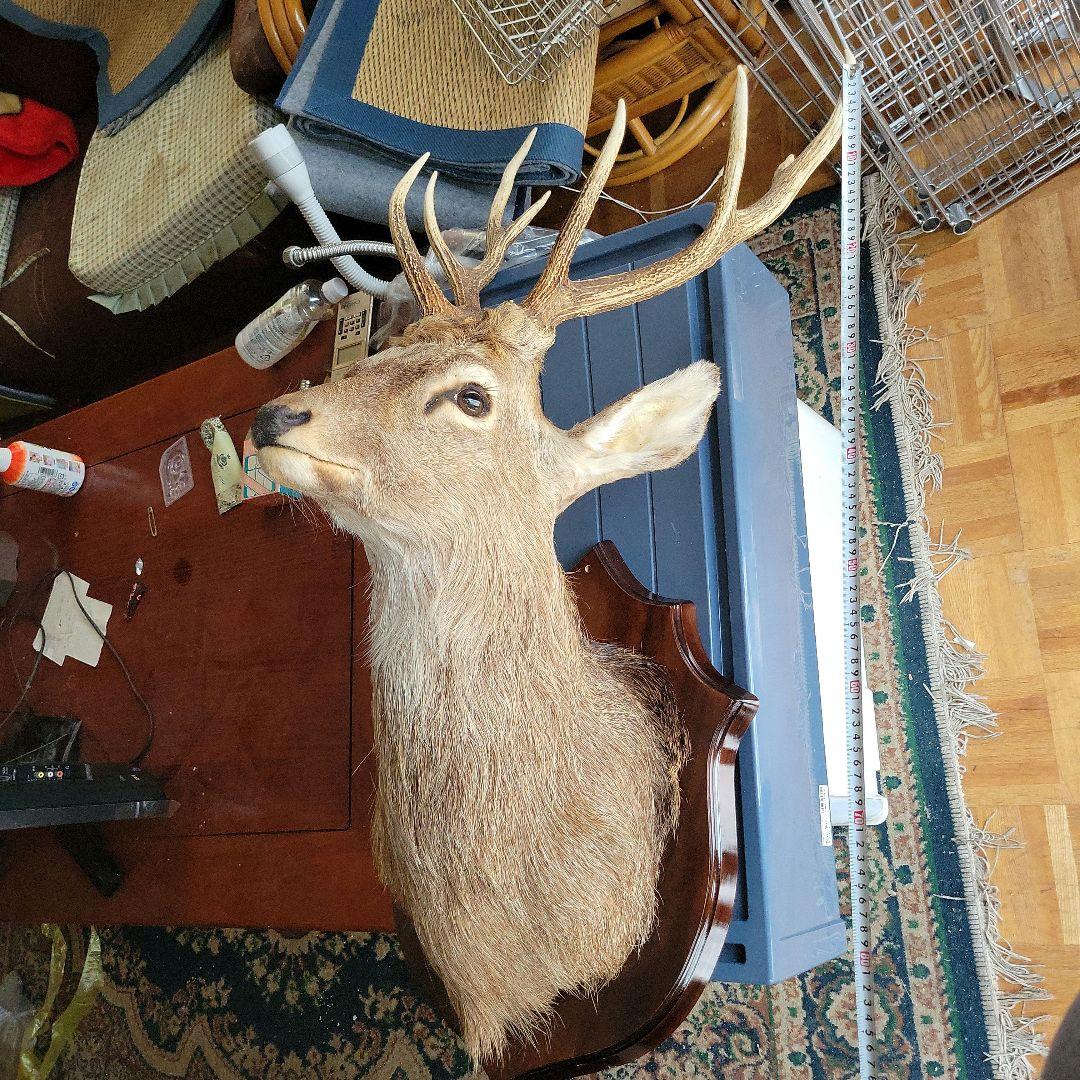 鹿の剥製