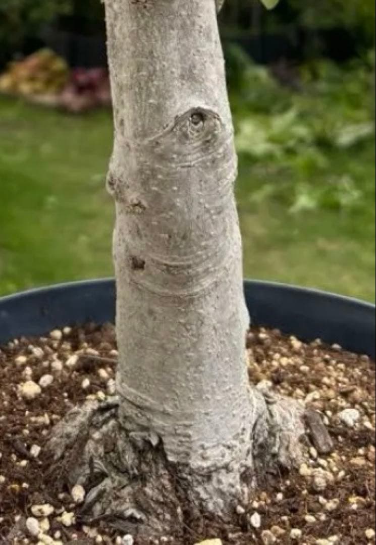 オリーブの木　極太　古木　シンボルツリー　植物　盆栽