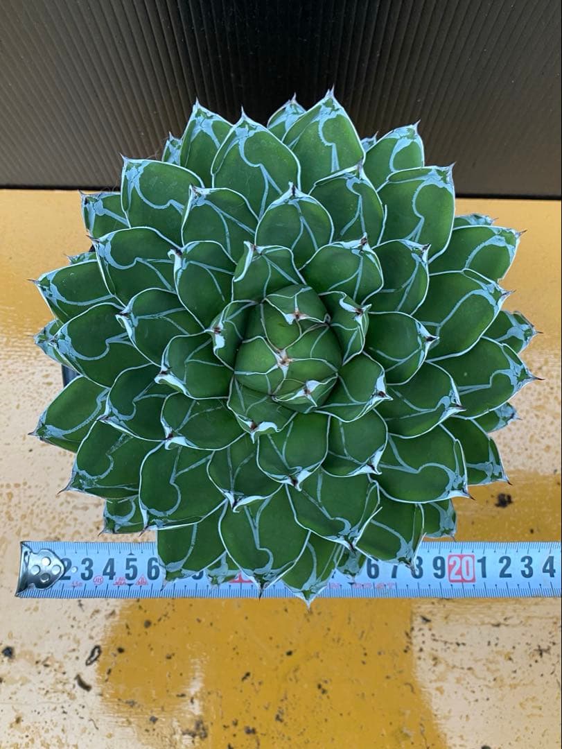 値下げ中！アガベ　笹の雪　ダルマ　極上株！　直径20センチ！