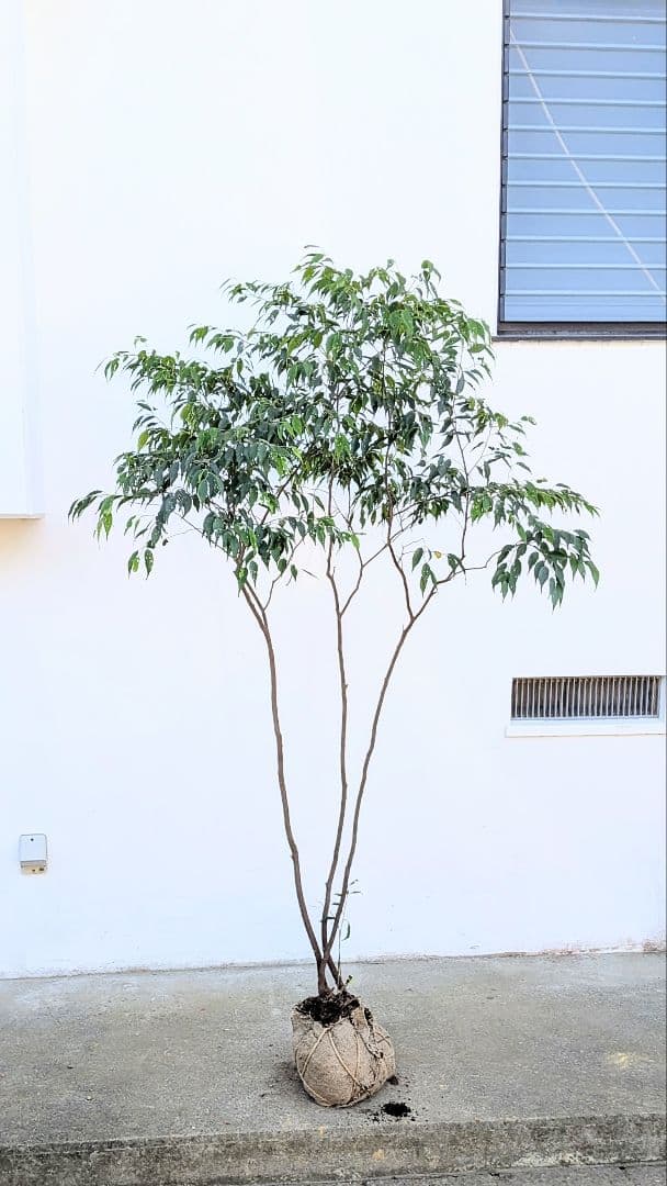 【わーまま♡】さま専用。山採りハイノキとアオダモ。