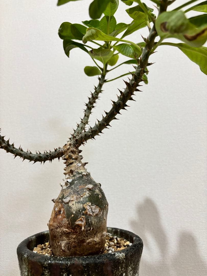 パキポディウム　ウィンゾリー　現地球