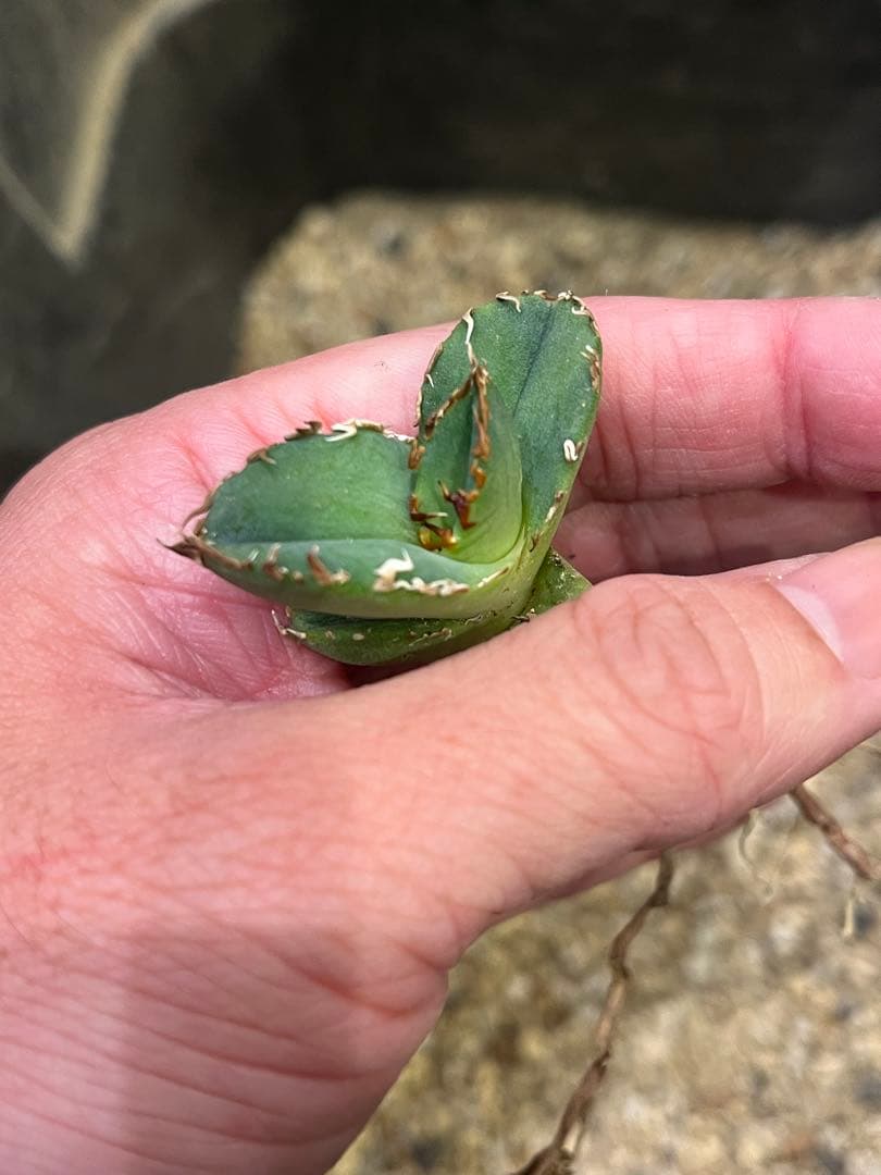アガベ　チタノタ　CJ plants産　CJ13