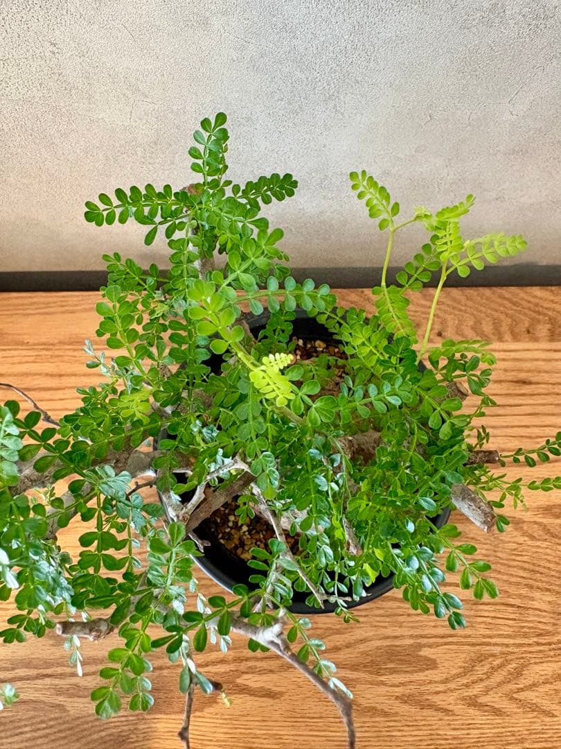 【ミニプス】塊根径7.5cm みやび鉢　パキプス　pachypus