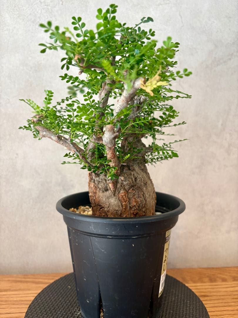 【ミニプス】塊根径7.5cm みやび鉢　パキプス　pachypus