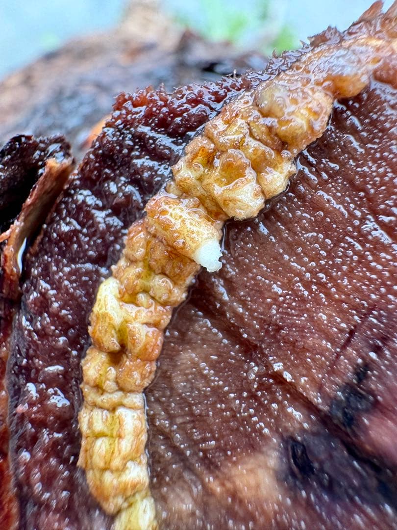 【ミニプス】塊根径7.5cm みやび鉢　パキプス　pachypus