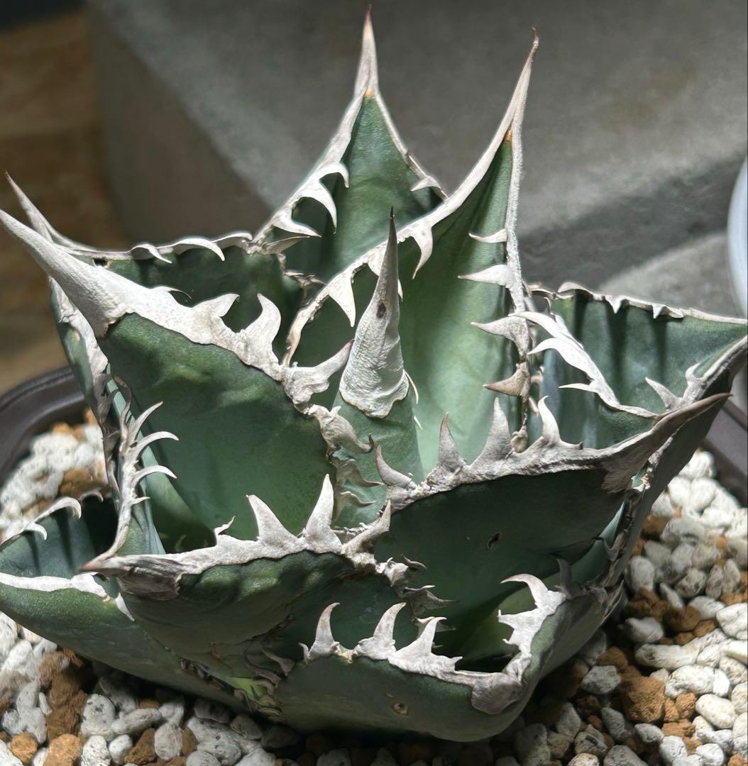 Agave oaxaca Blue oteroi現地実生ブルーオテロイ オアハカ