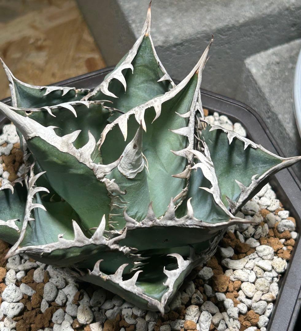 Agave oaxaca Blue oteroi現地実生ブルーオテロイ オアハカ