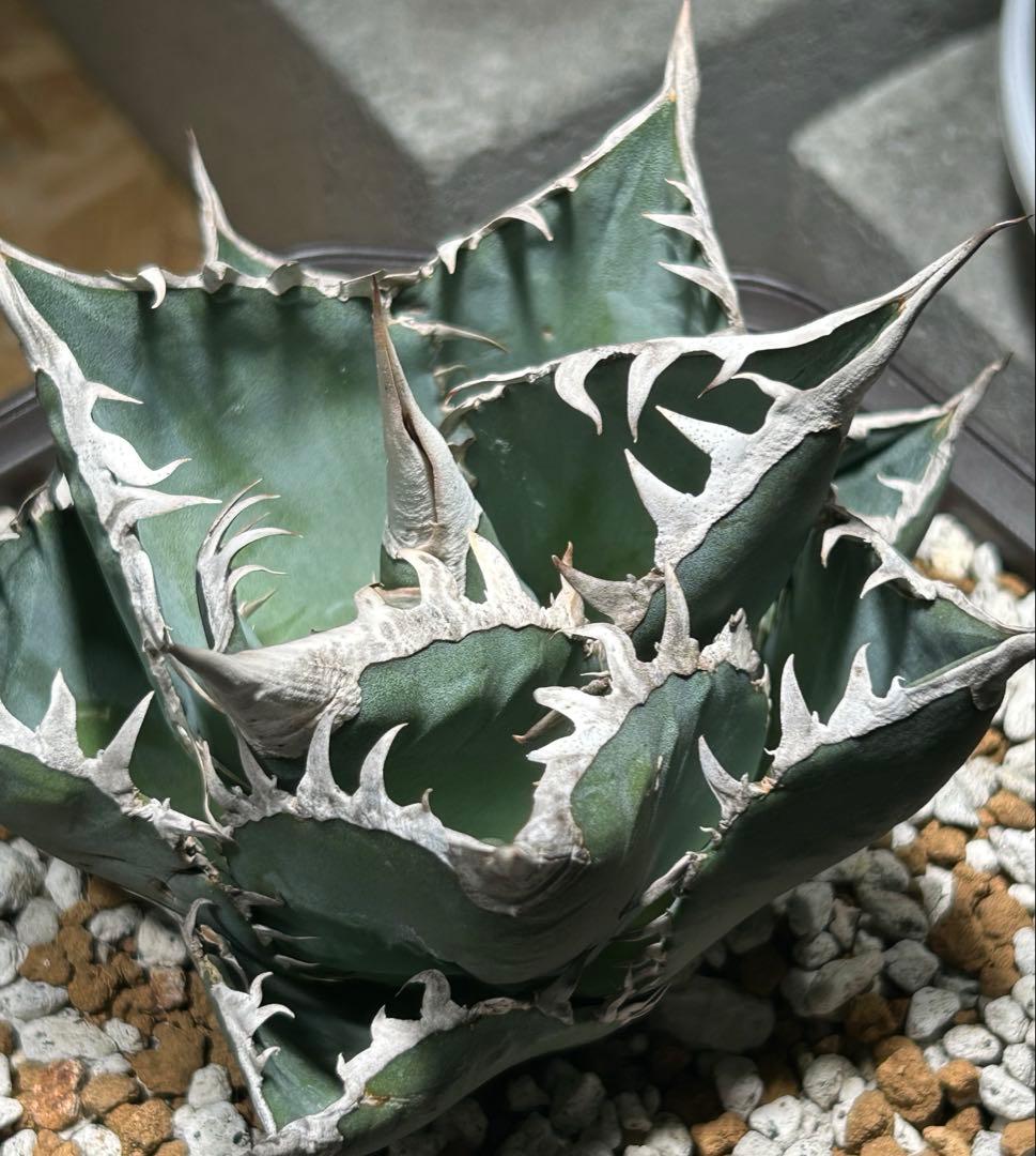 Agave oaxaca Blue oteroi現地実生ブルーオテロイ オアハカ
