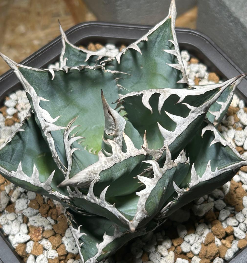 Agave oaxaca Blue oteroi現地実生ブルーオテロイ オアハカ