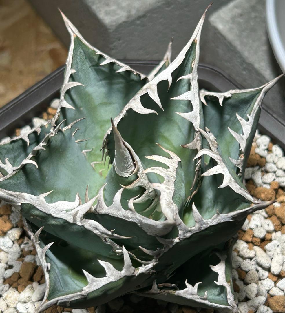 Agave oaxaca Blue oteroi現地実生ブルーオテロイ オアハカ