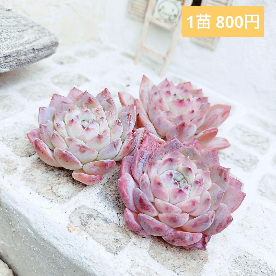 ラジエル◎多肉植物 カット苗 韓国苗 エケベリア等