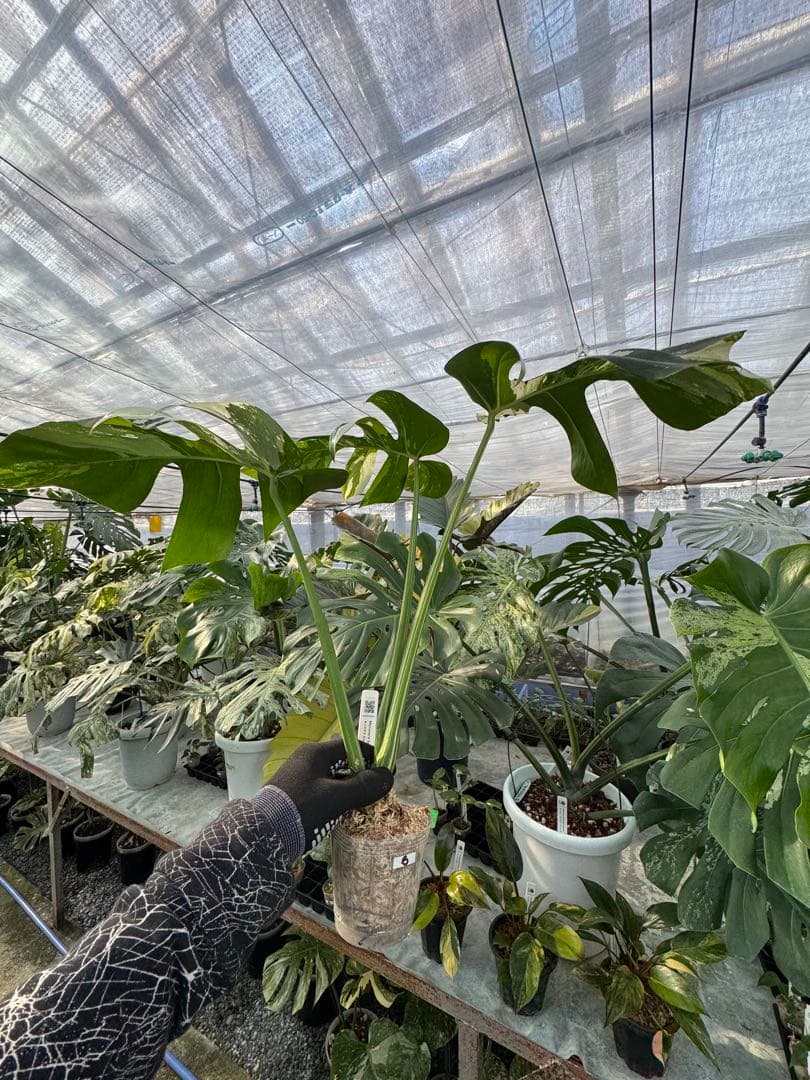 p*i様 6モンステラ　ボルギシアナ　x デリシオーサ　ミント　健康カット苗