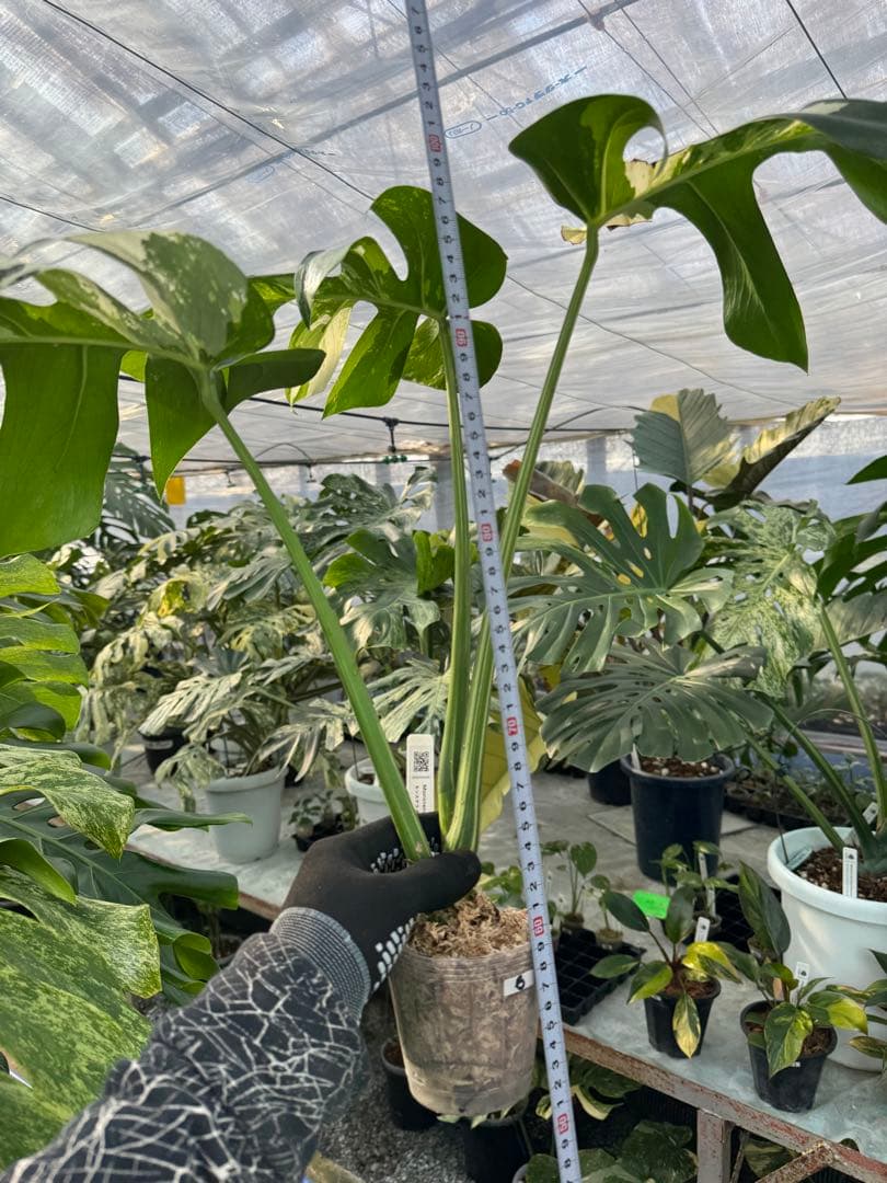 p*i様 6モンステラ　ボルギシアナ　x デリシオーサ　ミント　健康カット苗