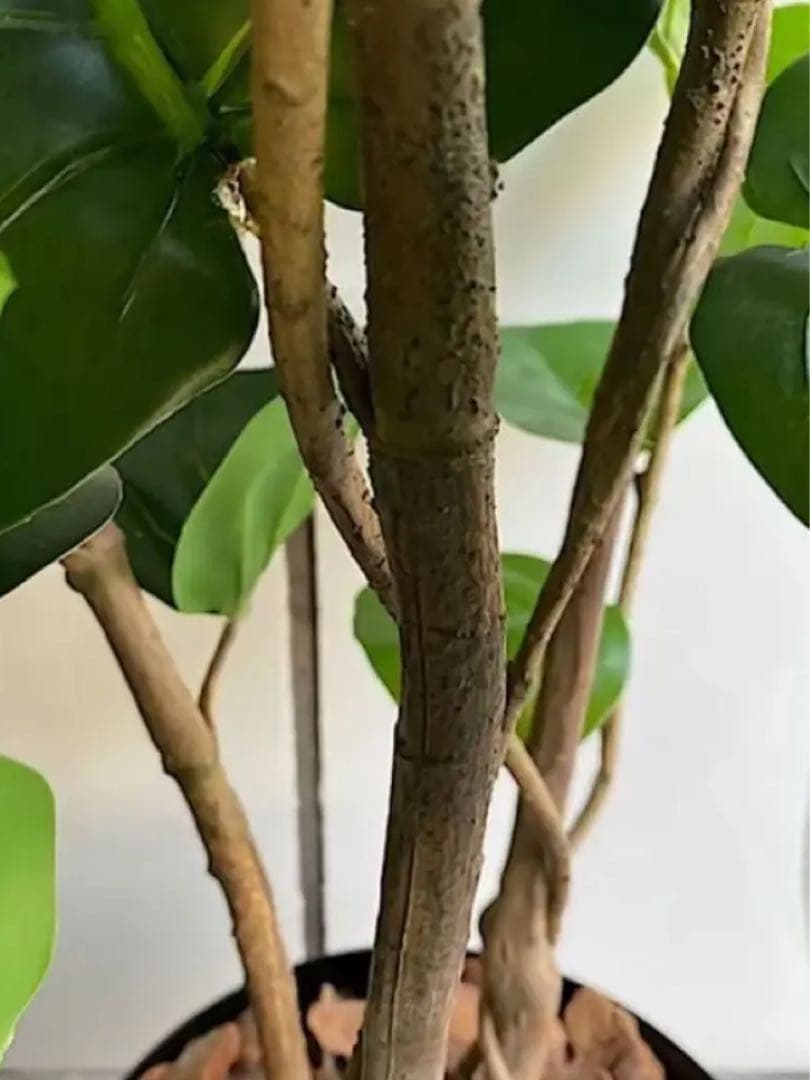 光触媒　人工観葉植物　ウォールグリーン　フェイクグリーン　インディアンアーモンド