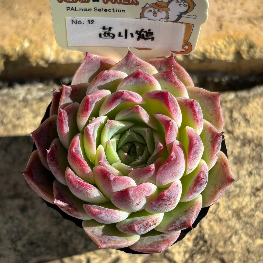 多肉　ファームパルク「チリピンキー」「茜小鶴」2鉢セット